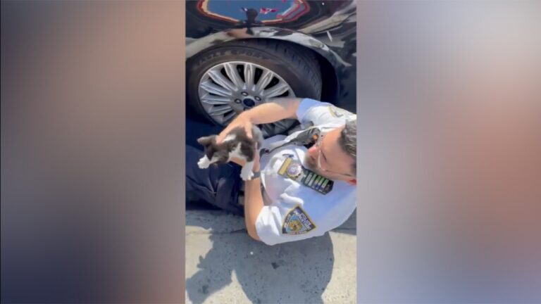 Un agent de la police de New York sauve un chaton pris sous une voiture