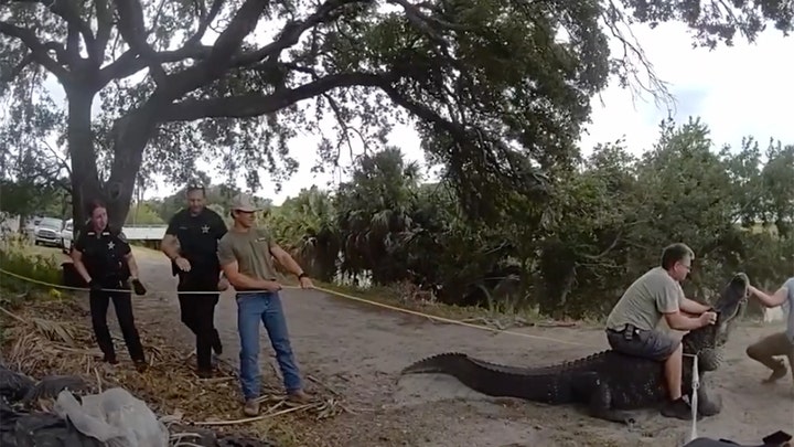 Les autorités de Floride, dans une querelle vidéo, retirent un énorme alligator du chemin